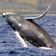 Illustration for article titled How Whales Will Save The World – If We Let Them
